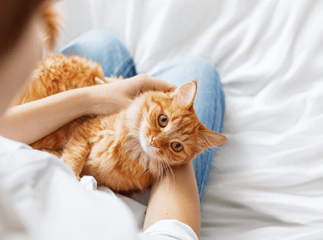 pelage chat